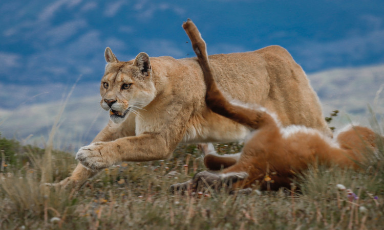 Puma Photo Safari Torres del Paine